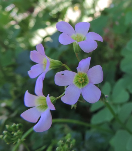 Oxalis latifolia / Acetosella a coda di pesce